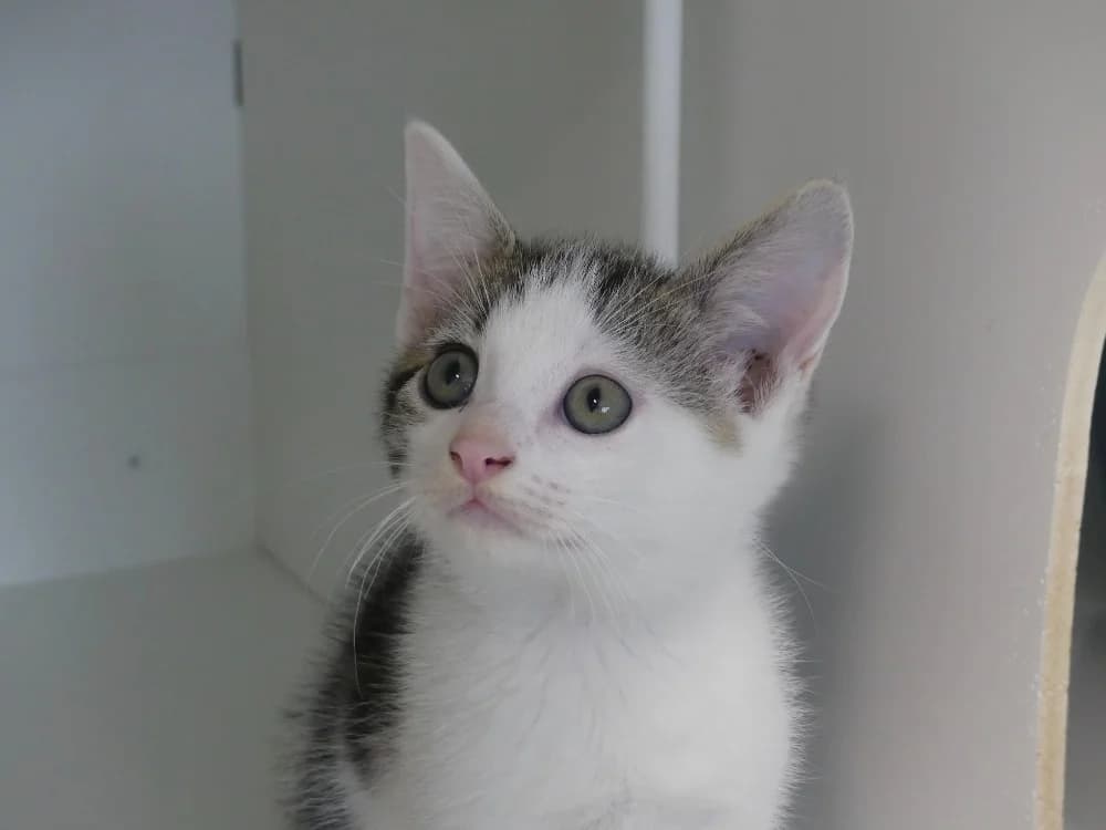 AXEL, male puppy mixed breed for adoption at Maubert-Fontaine), Ardennes