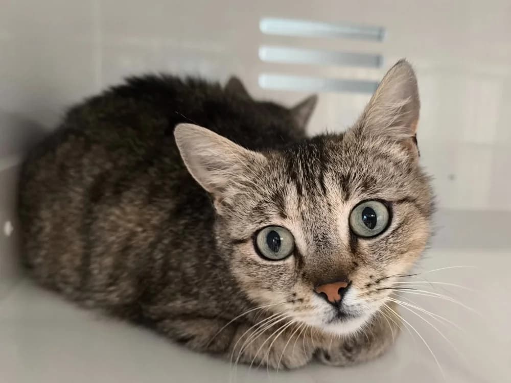 CHARLOTTE, female 5yo Mixed Breed for adoption at Maubert-Fontaine), Ardennes