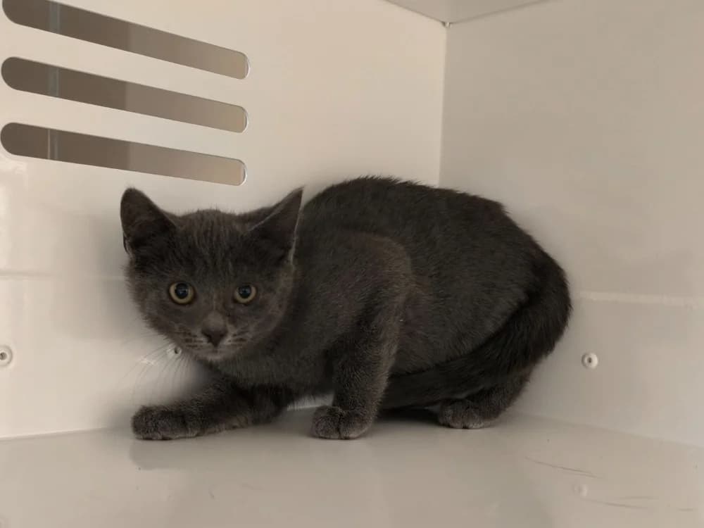 EDUNA, female Mixed Breed for adoption at Maubert-Fontaine), Ardennes