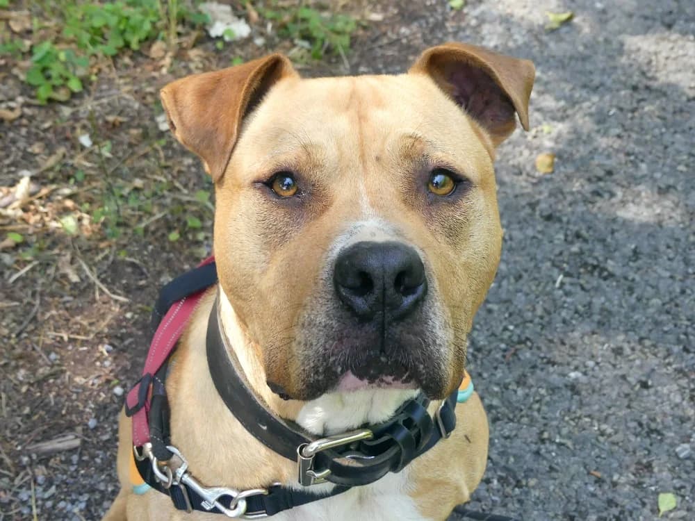 TUPAC, male 6yo mixed breed for adoption at Maubert-Fontaine), Ardennes