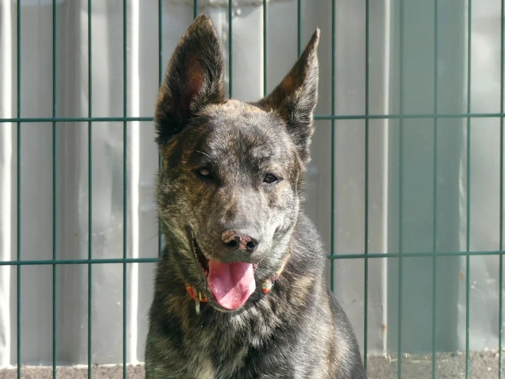 HADES, male young mixed breed for adoption at Maubert-Fontaine), Ardennes