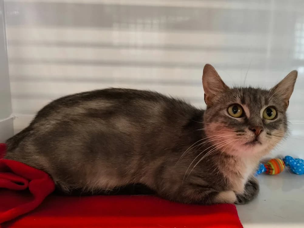 LA DOUCE, female young Mixed Breed for adoption at Maubert-Fontaine), Ardennes