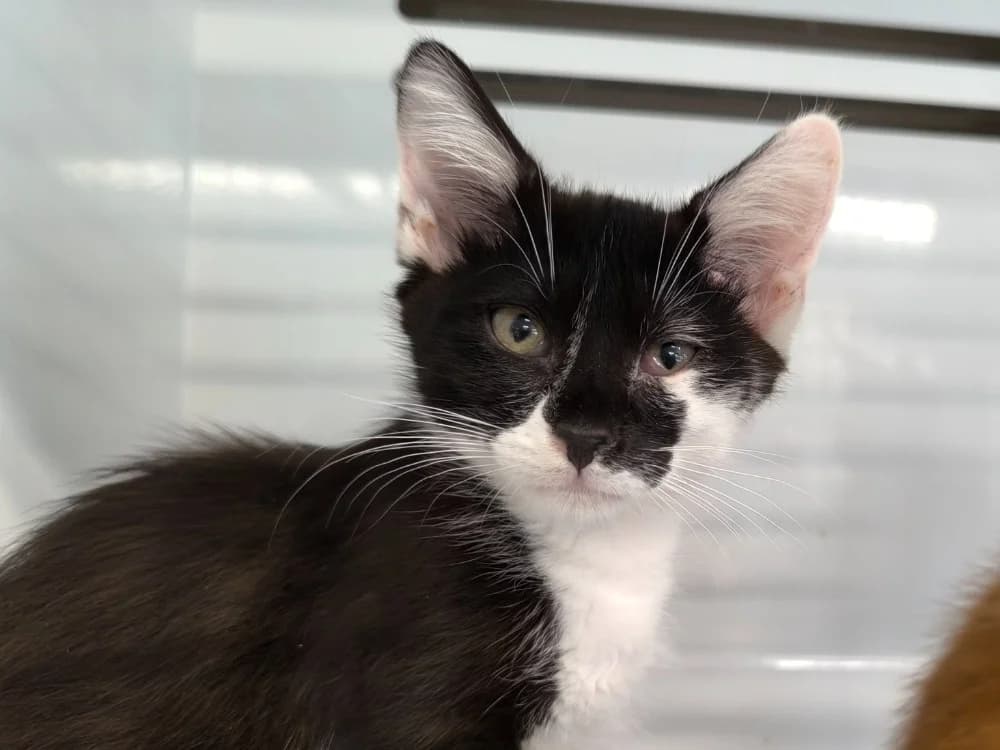 SCAR, Mixed Breed (Maubert-Fontaine))