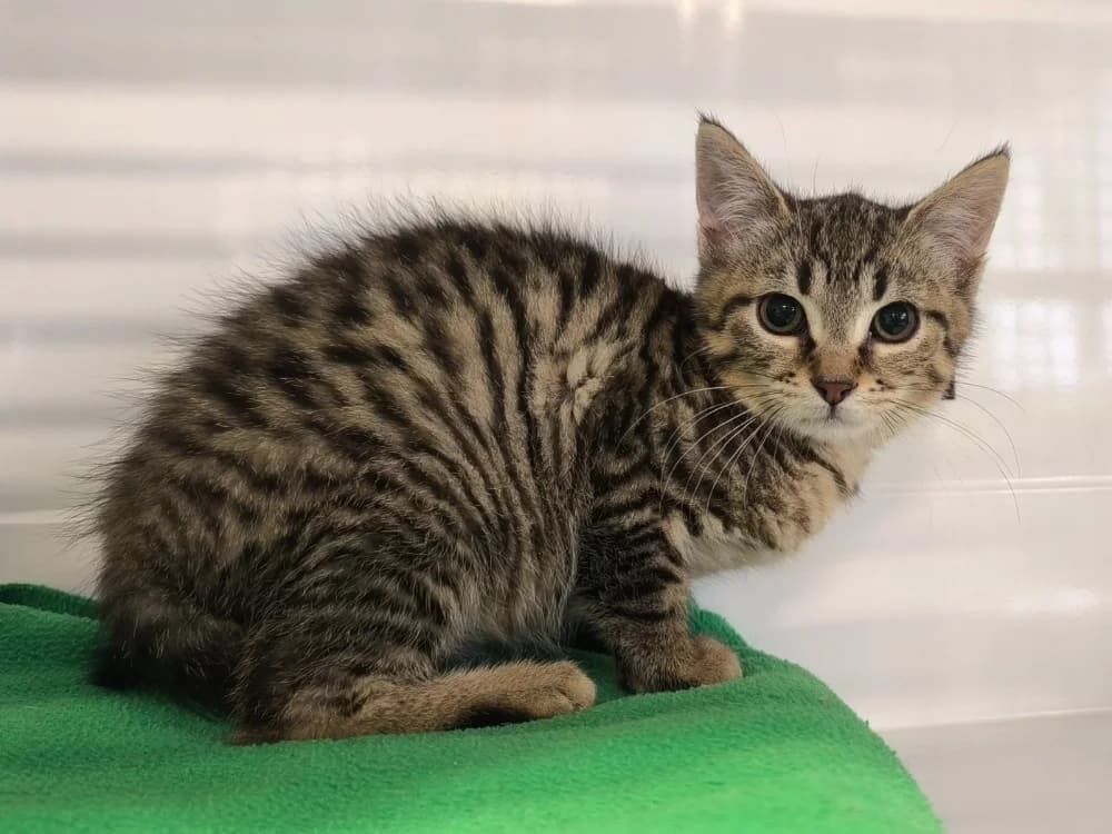 PIKOTO, Mixed Breed (Maubert-Fontaine))