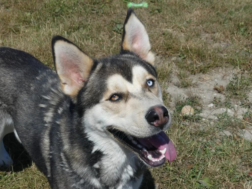 KENDJI, male young Alaskan Malamute for adoption at Maubert-Fontaine), Ardennes