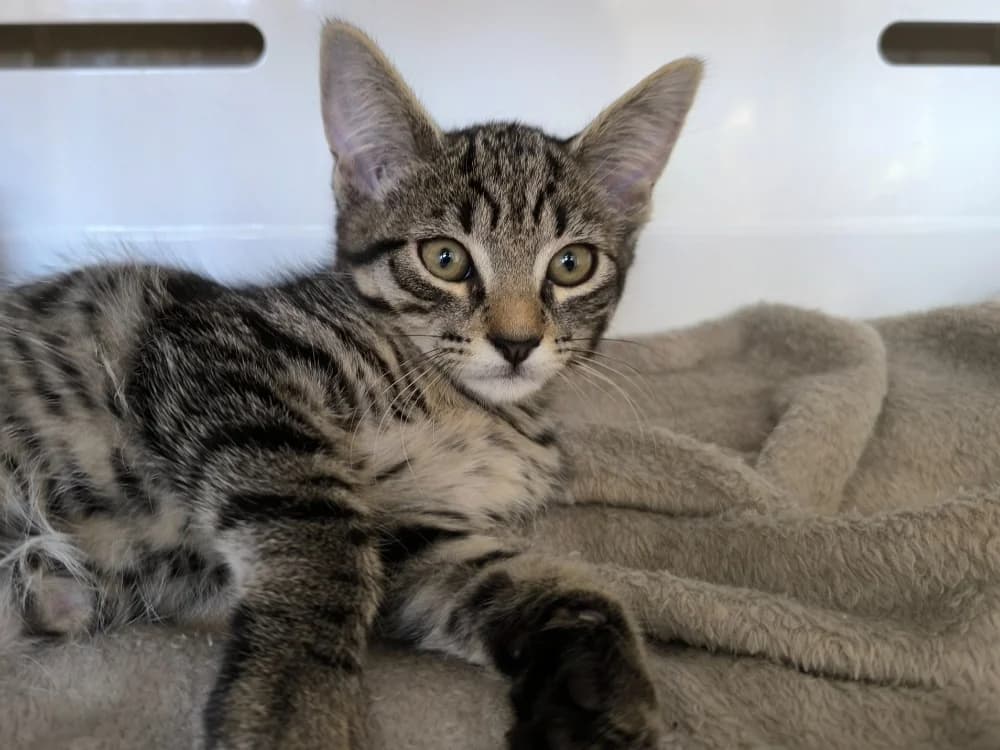 BELLA, female Mixed Breed for adoption at Maubert-Fontaine), Ardennes