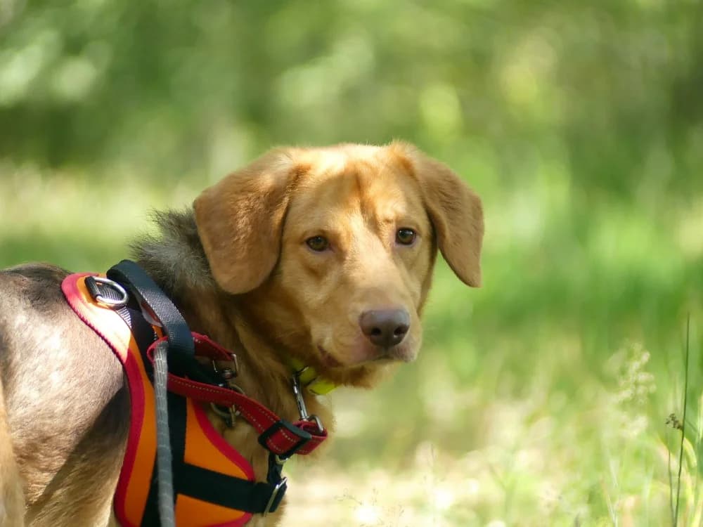 Loky, male German Shepherd for adoption at Maubert-Fontaine), Ardennes