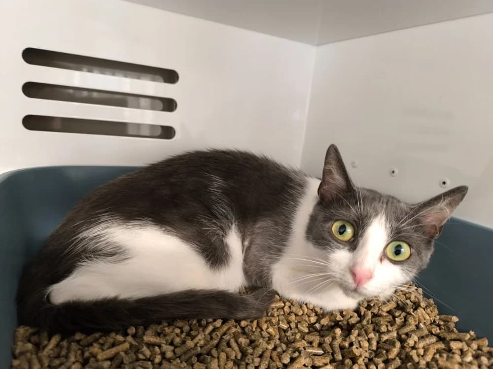 NEIGE, female young mixed breed for adoption at Maubert-Fontaine), Ardennes