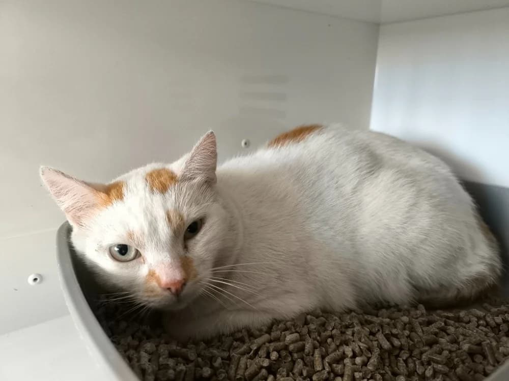 IVY, male mixed breed for adoption at Maubert-Fontaine), Ardennes
