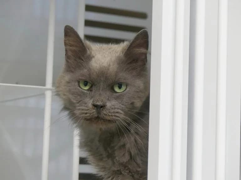 Plume, female 6yo Mixed Breed for adoption at Maubert-Fontaine), Ardennes