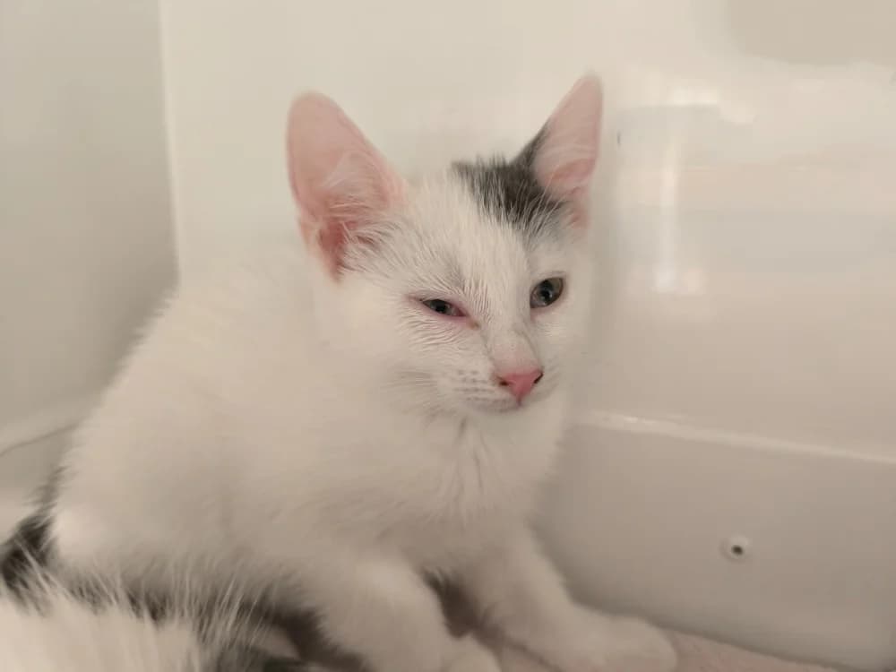 WHITE, female puppy mixed breed for adoption at Maubert-Fontaine), Ardennes