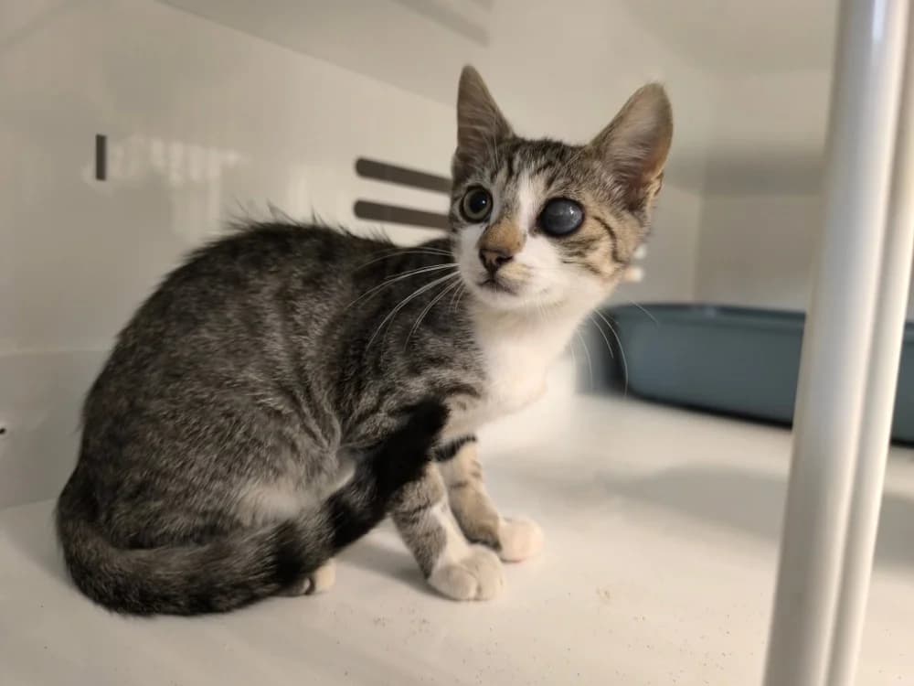 DICKENS, male Mixed Breed for adoption at Maubert-Fontaine), Ardennes