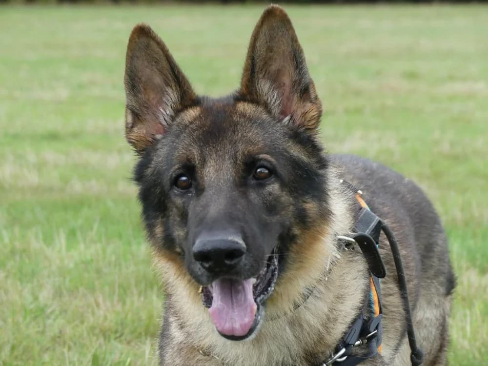 PAROUK, male senior German Shepherd for adoption at Maubert-Fontaine), Ardennes