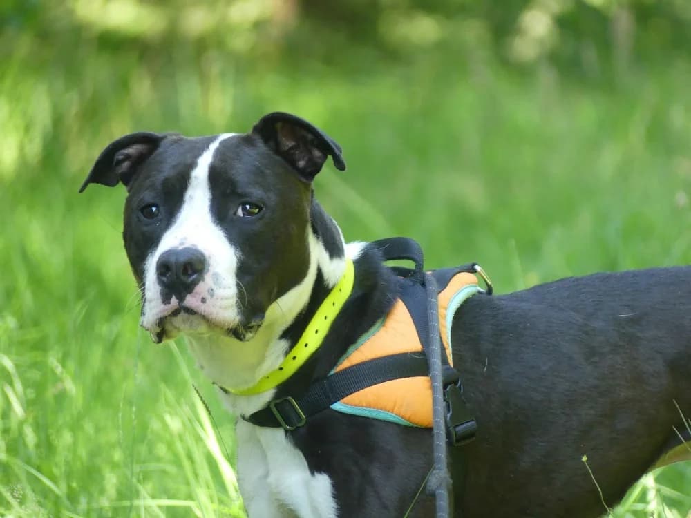 SPAYK, male young mixed breed for adoption at Maubert-Fontaine), Ardennes