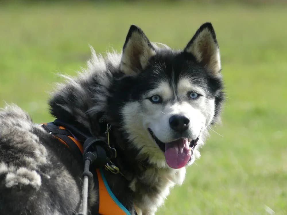 Némo, male 6yo mixed breed for adoption at Maubert-Fontaine), Ardennes