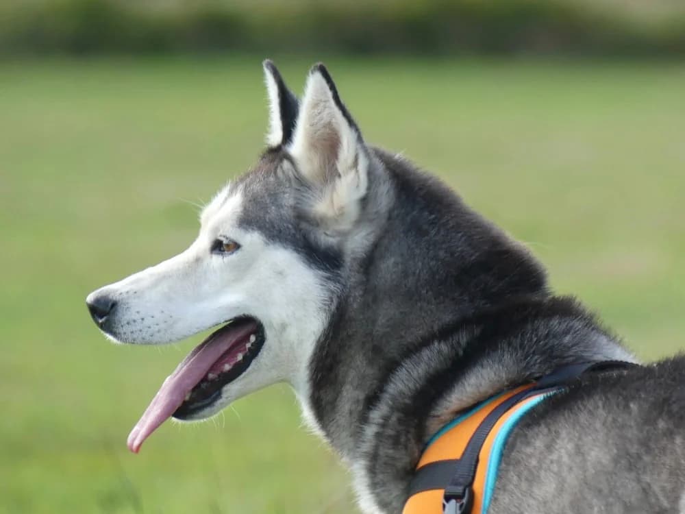 Laika, female 7yo Husky for adoption at Maubert-Fontaine), Ardennes