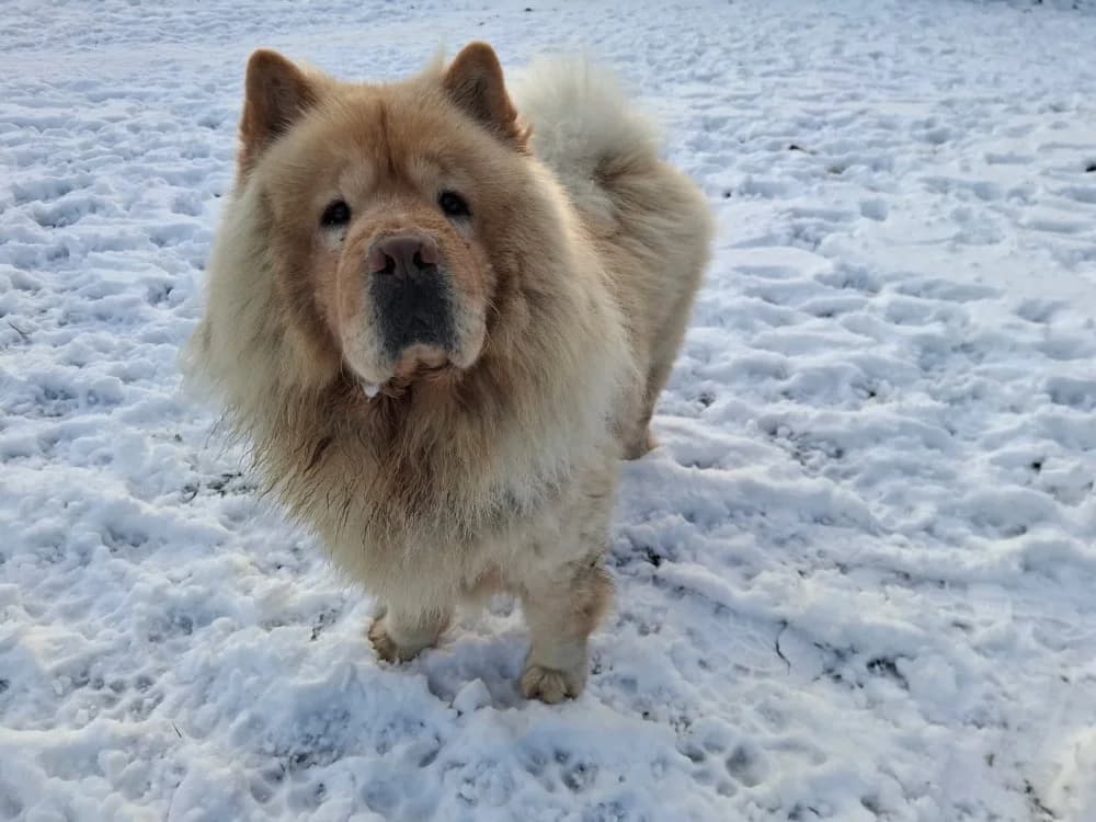 PUMBA, male 5yo Chow Chow for adoption at SPA Arras (Tilloy), Arras