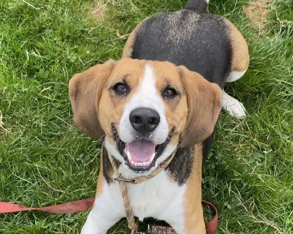 SOCRATE, male 4yo Beagle for adoption at SPA Arras (Tilloy), Arras