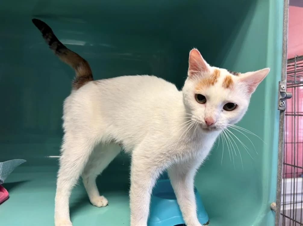 MAMINETTE, female mixed breed for adoption at SPA Arras (Tilloy), Arras