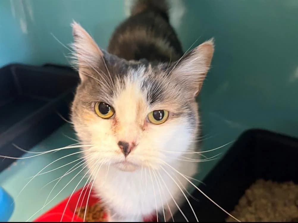 LUCIFER, female senior mixed breed for adoption at SPA Arras (Tilloy), Arras