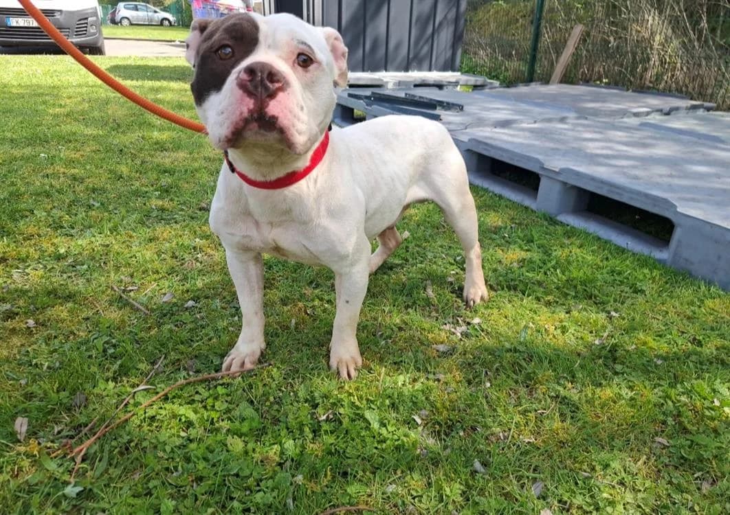 VASCO, male American Bully for adoption at SPA Arras (Tilloy), Arras