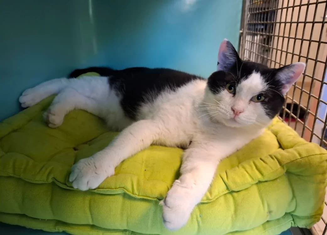 Baileys, male mixed breed for adoption at SPA Arras (Tilloy), Arras