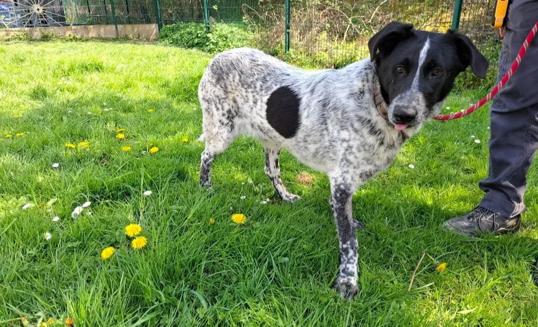 HERMES, male Mixed Breed for adoption at SPA Arras (Tilloy), Arras