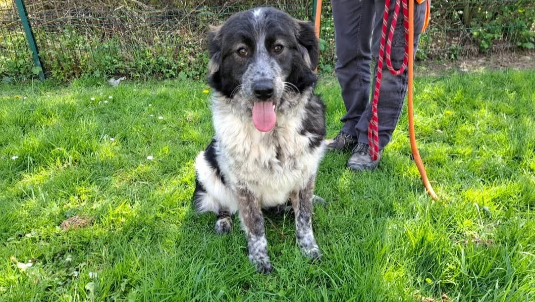 HESTIA, female mixed breed for adoption at SPA Arras (Tilloy), Arras