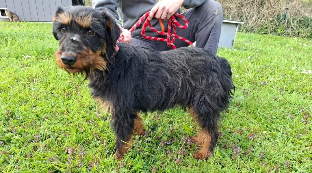 Parker, Mixed Breed (Haute-Marne))
