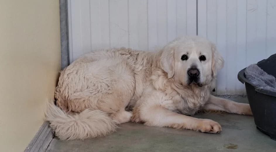 SCOTT, male mixed breed for adoption at SPA Tours (Luynes), Tours