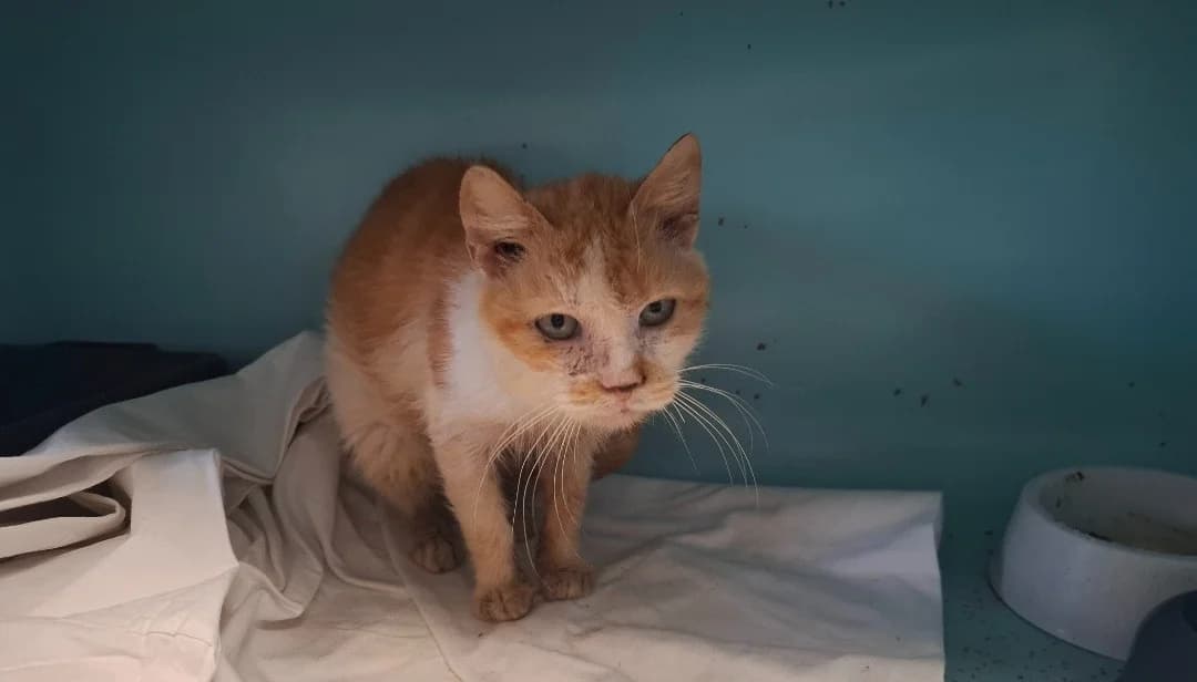 KITTY, female 6yo mixed breed for adoption at SPA Arras (Tilloy), Arras