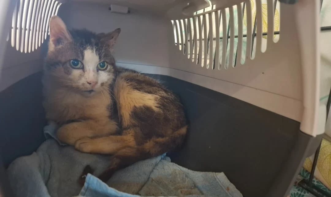CARUSOT, male mixed breed for adoption at SPA Arras (Tilloy), Arras
