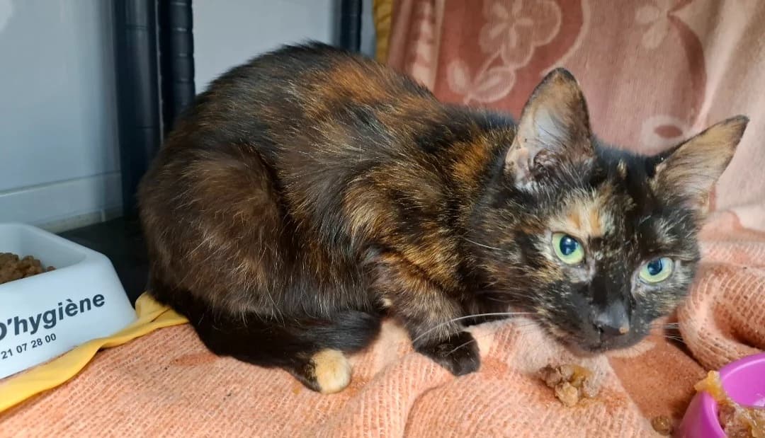 MIMINE, female mixed breed for adoption at SPA Arras (Tilloy), Arras