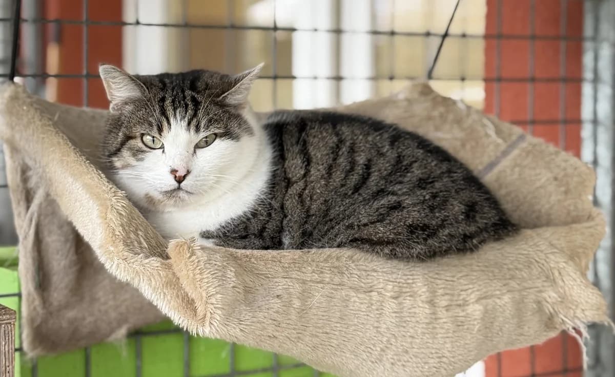 MISTY, female 3yo mixed breed for adoption at SPA Arras (Tilloy), Arras