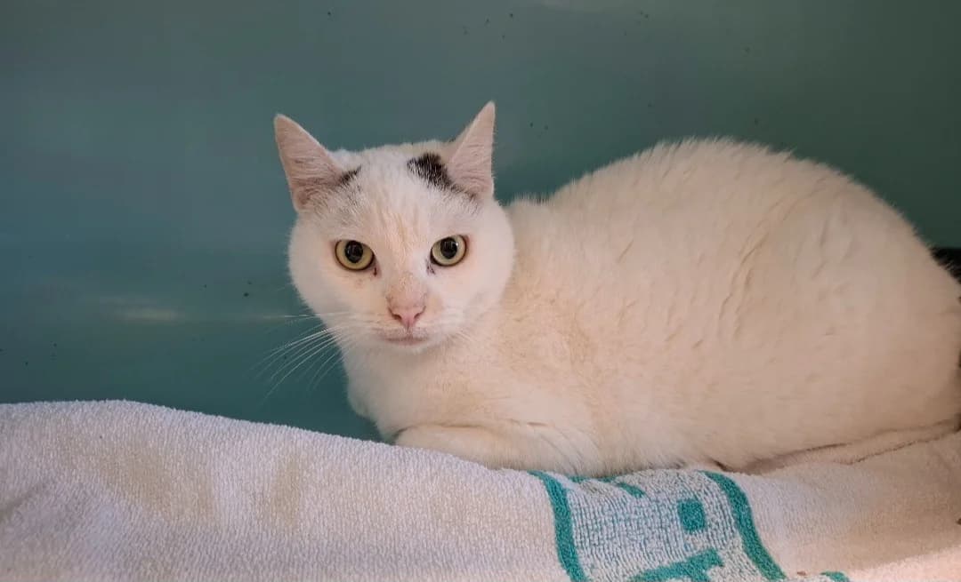 DIANA, female senior mixed breed for adoption at SPA Arras (Tilloy), Arras