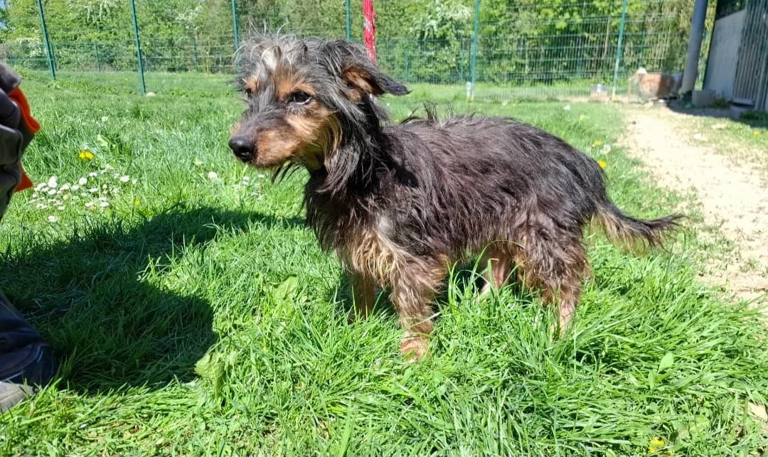 BETTY, female senior Mixed Breed for adoption at SPA Arras (Tilloy), Arras