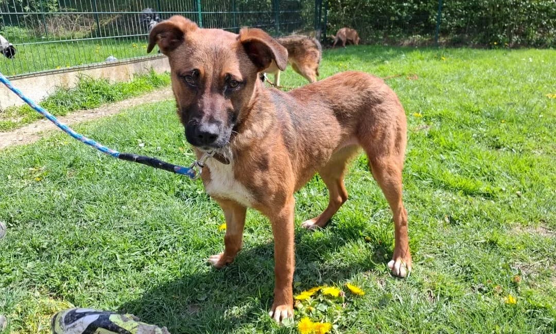ARIA, female Mixed Breed for adoption at SPA Arras (Tilloy), Arras