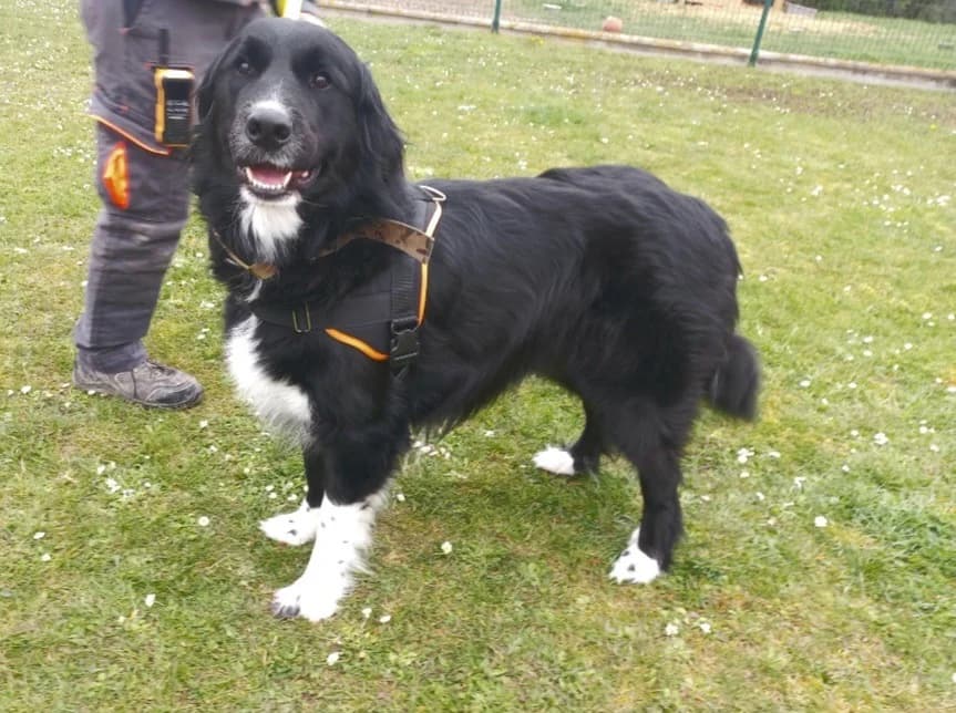 TAIKO, male 3yo Border Collie for adoption at SPA Arras (Tilloy), Arras