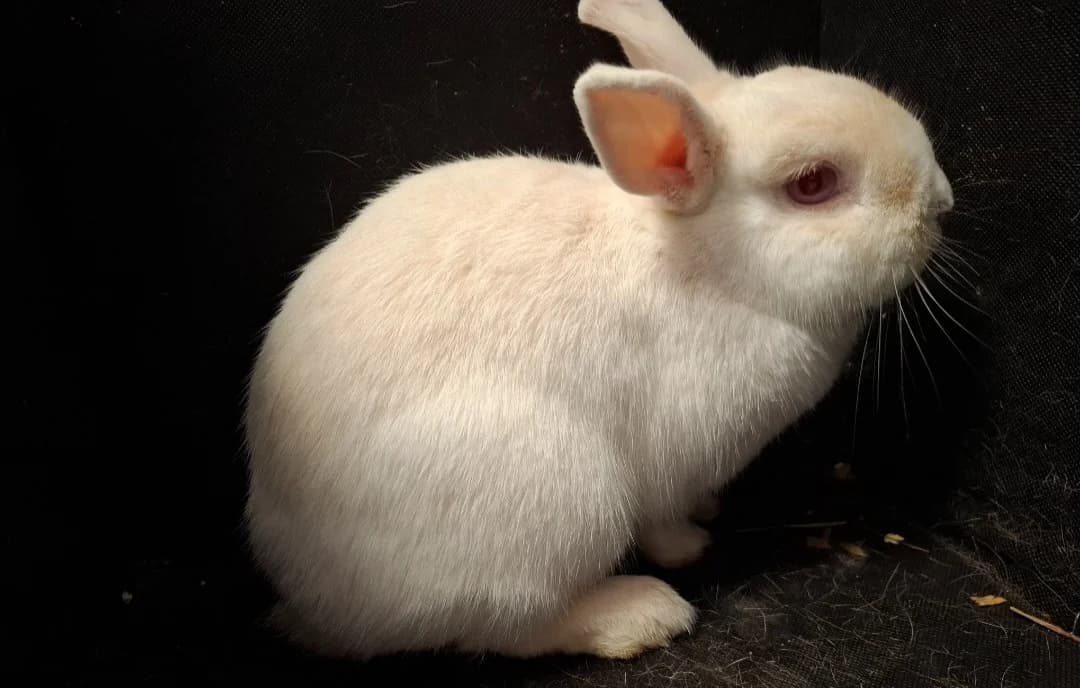 GINGER, female mixed breed for adoption at SPA Arras (Tilloy), Arras