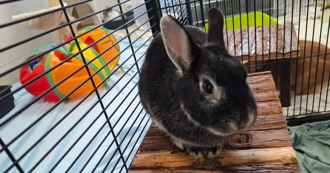 PRUNELLE, female mixed breed for adoption at SPA Arras (Tilloy), Arras