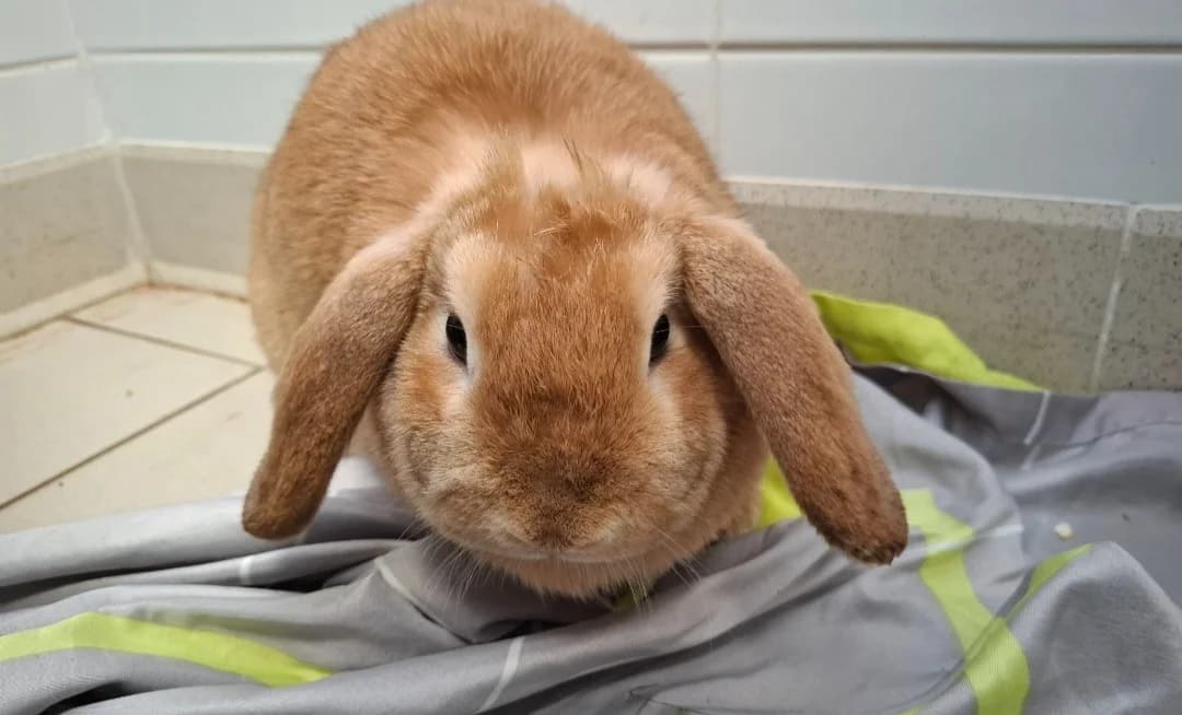 KALI, female mixed breed for adoption at SPA Arras (Tilloy), Arras