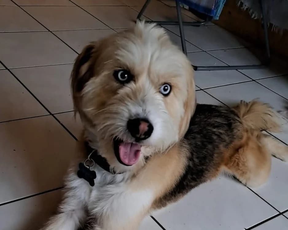 ALPHA, male 7yo mixed breed for adoption at SPA Arras (Tilloy), Arras
