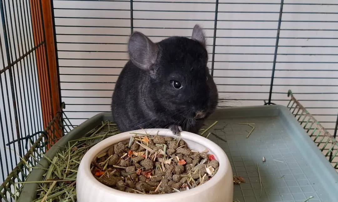 FLEUR, female Mixed Breed for adoption at SPA Arras (Tilloy), Arras