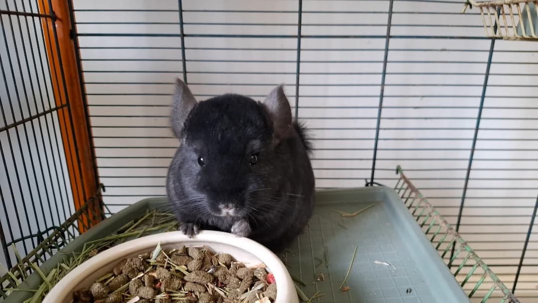 TULIPE, female Mixed Breed for adoption at SPA Arras (Tilloy), Arras
