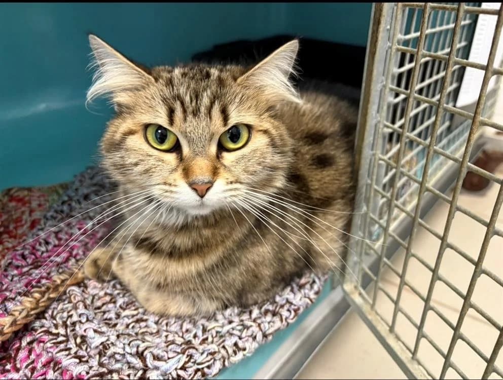 GRIBOUILLE, female young Mixed Breed for adoption at SPA Arras (Tilloy), Arras