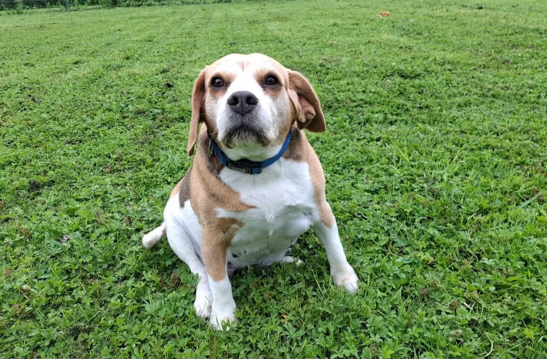MAORIE, female senior Beagle for adoption at SPA Arras (Tilloy), Arras