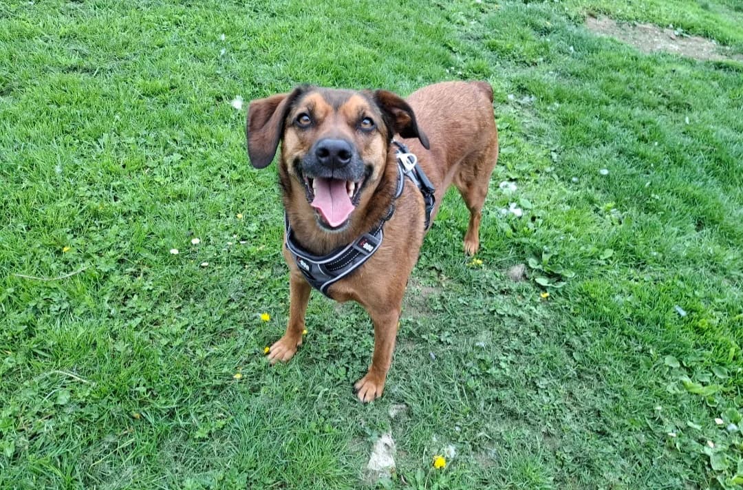 ROZY, female 5yo mixed breed for adoption at SPA Arras (Tilloy), Arras