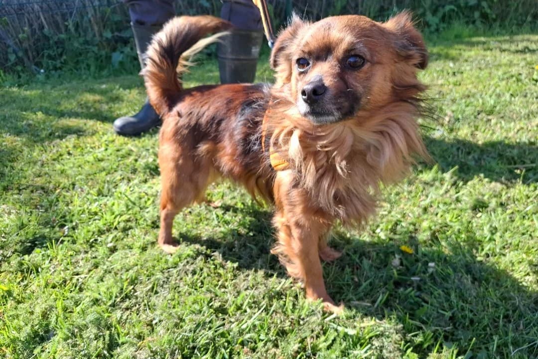 CLIFFORD, male young Mixed Breed for adoption at SPA Arras (Tilloy), Arras