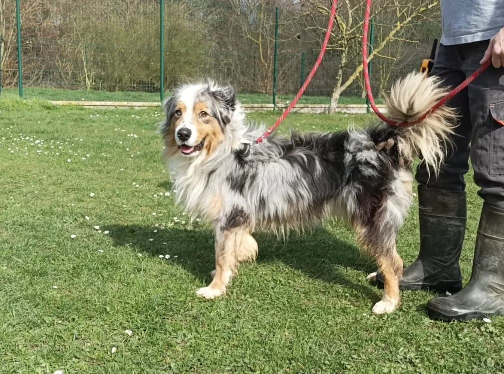 SAIKO, male 5yo Australian Shepherd for adoption at SPA Arras (Tilloy), Arras