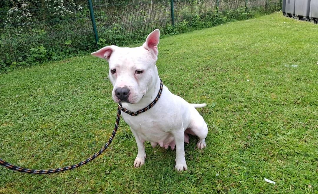 STALINE, female 4yo American Staffordshire Terrier for adoption at SPA Arras (Tilloy), Arras
